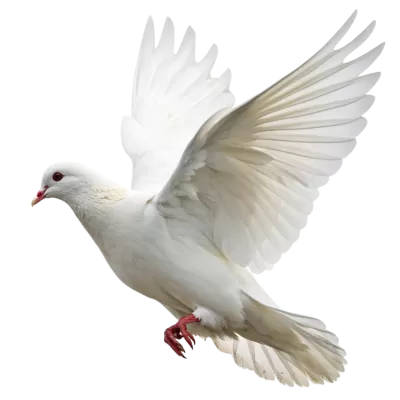 Imagen PNG para descargar